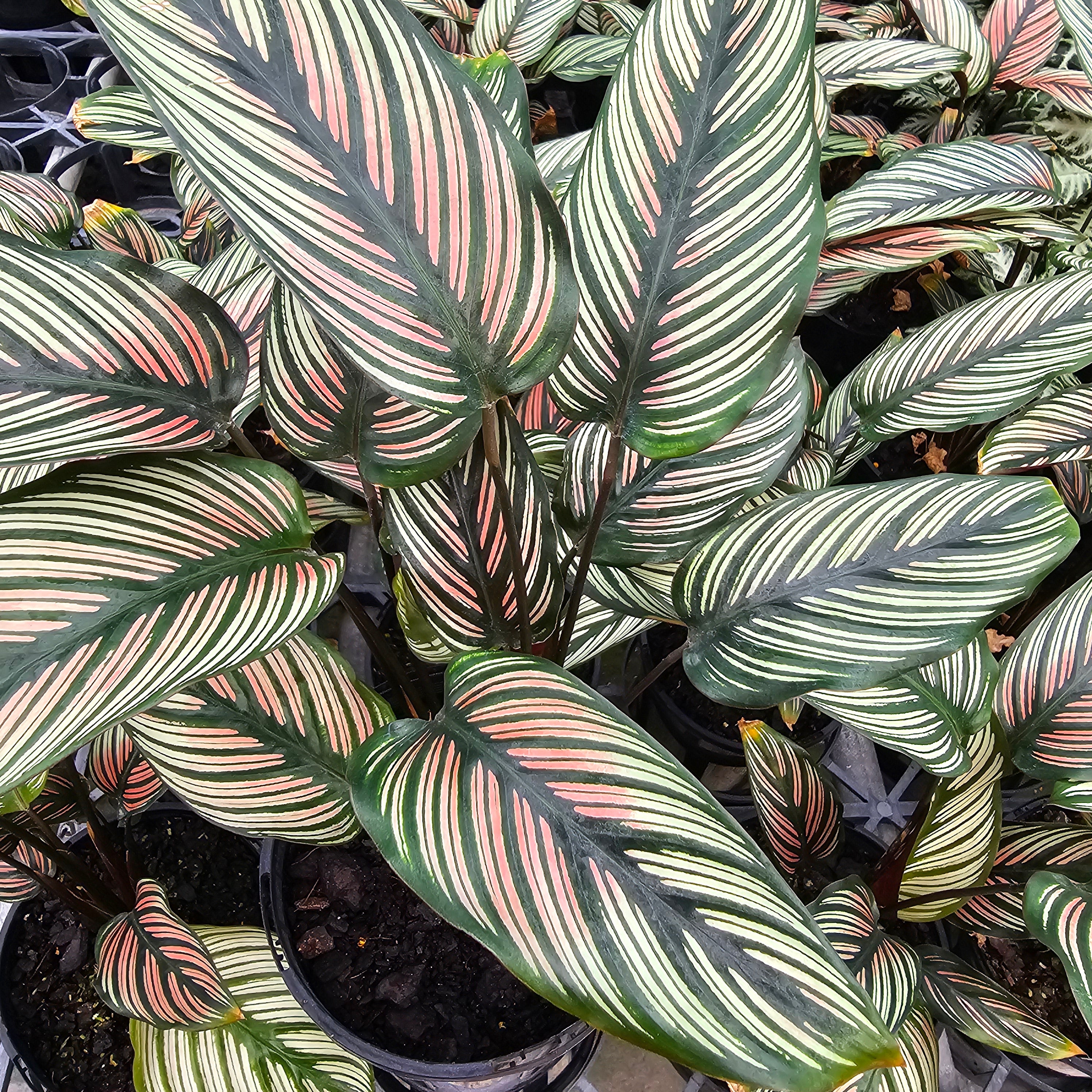 Calathea majestica 'Albo-lineata'