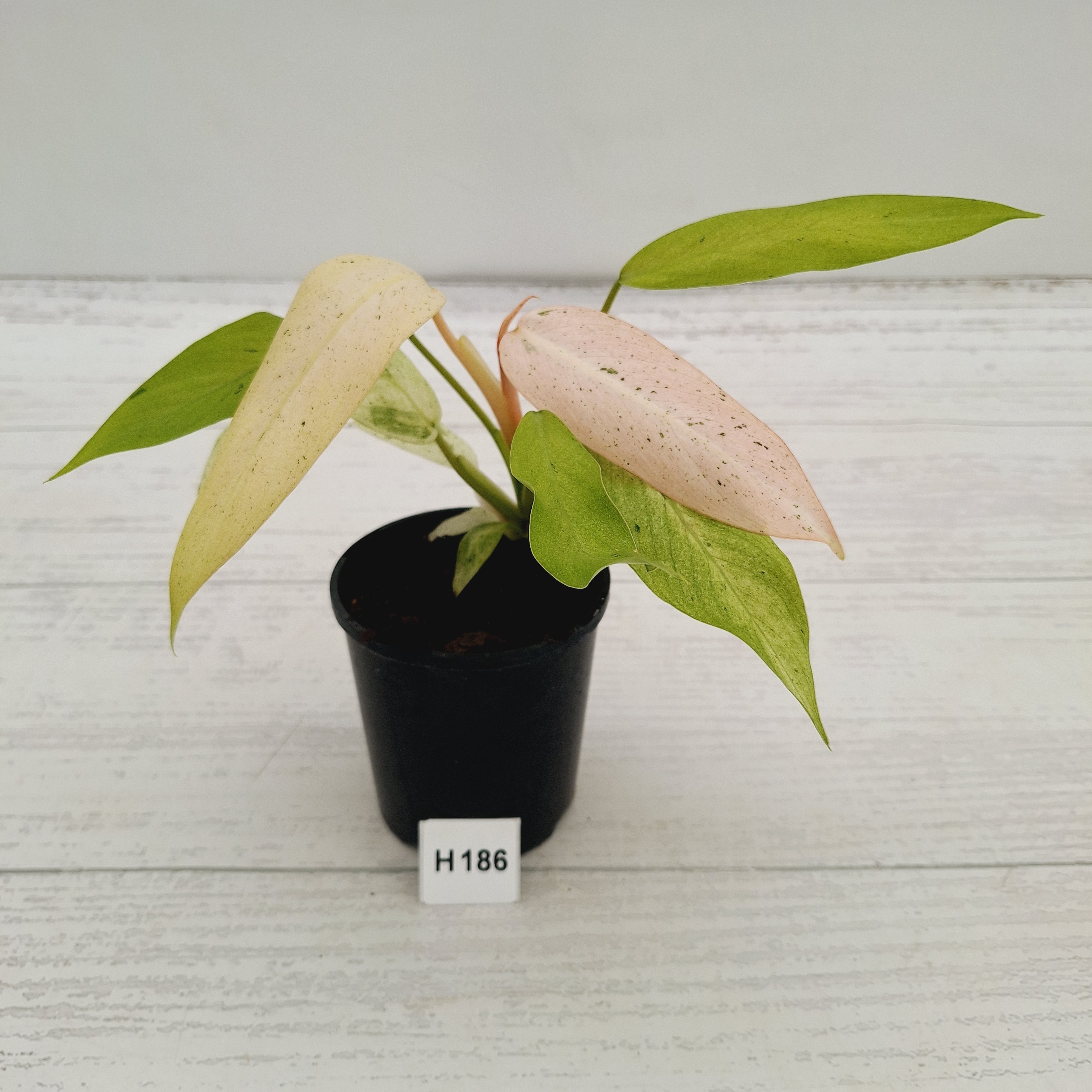 Philodendron  'Whipple Way'