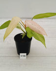Philodendron  'Whipple Way'