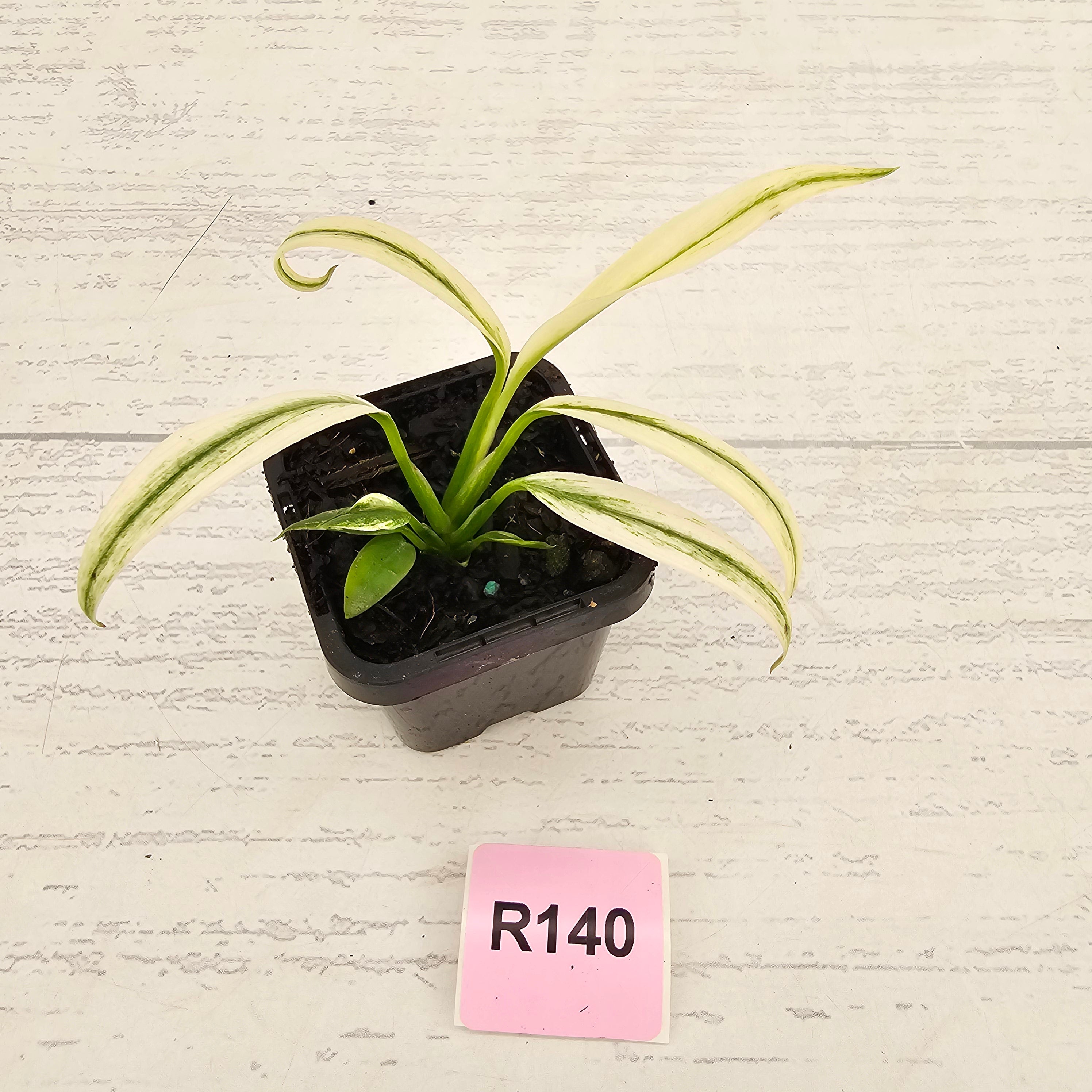 Epipremnum amplissimum variegata 'Albo'