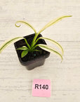 Epipremnum amplissimum variegata 'Albo'