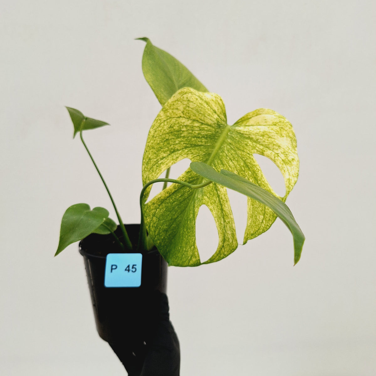 Monstera Deliciosa 'White Monster'