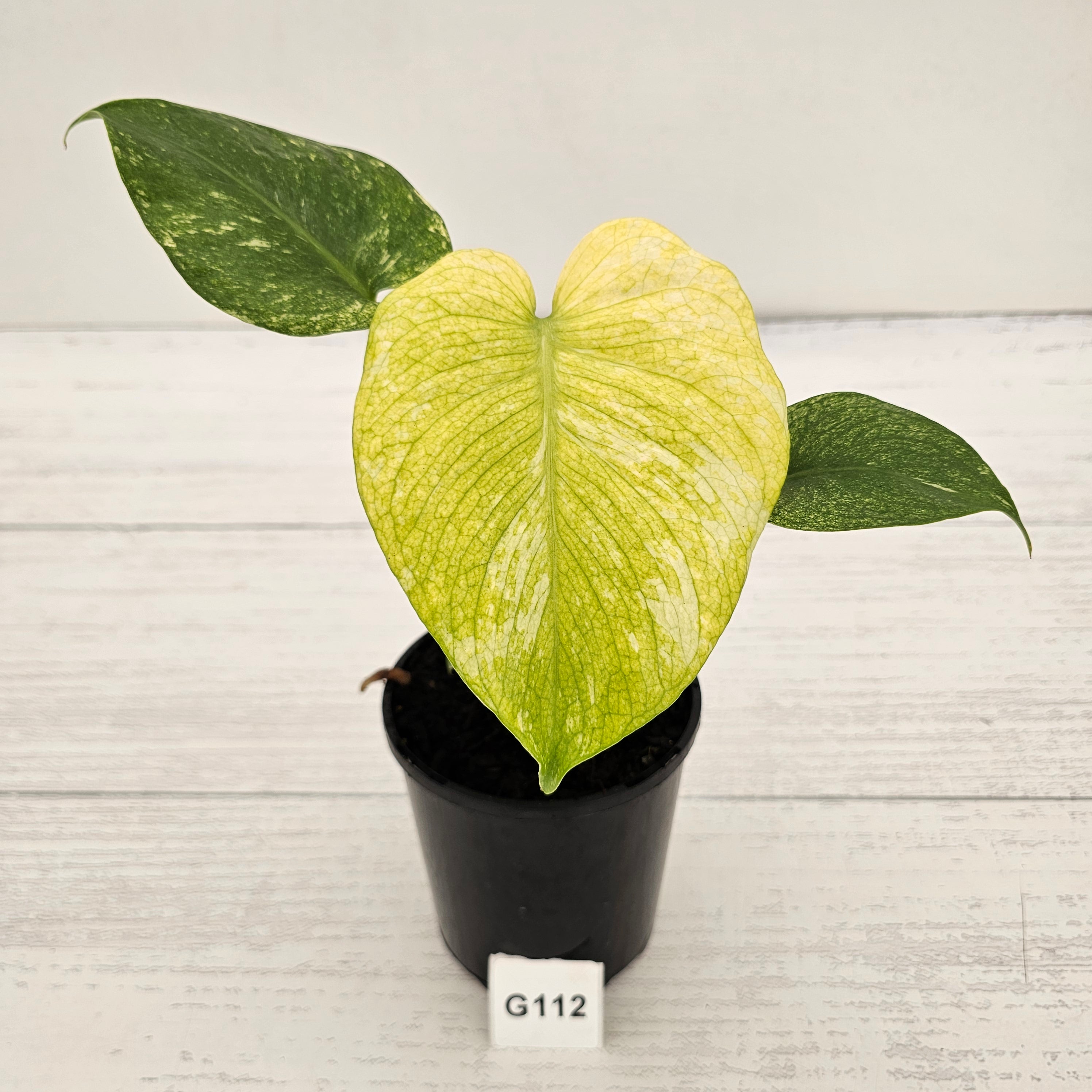 Monstera Deliciosa 'Mint'