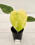 Monstera Deliciosa 'Mint'