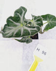 Alocasia ‘Loco’- Bare Bottom Baby