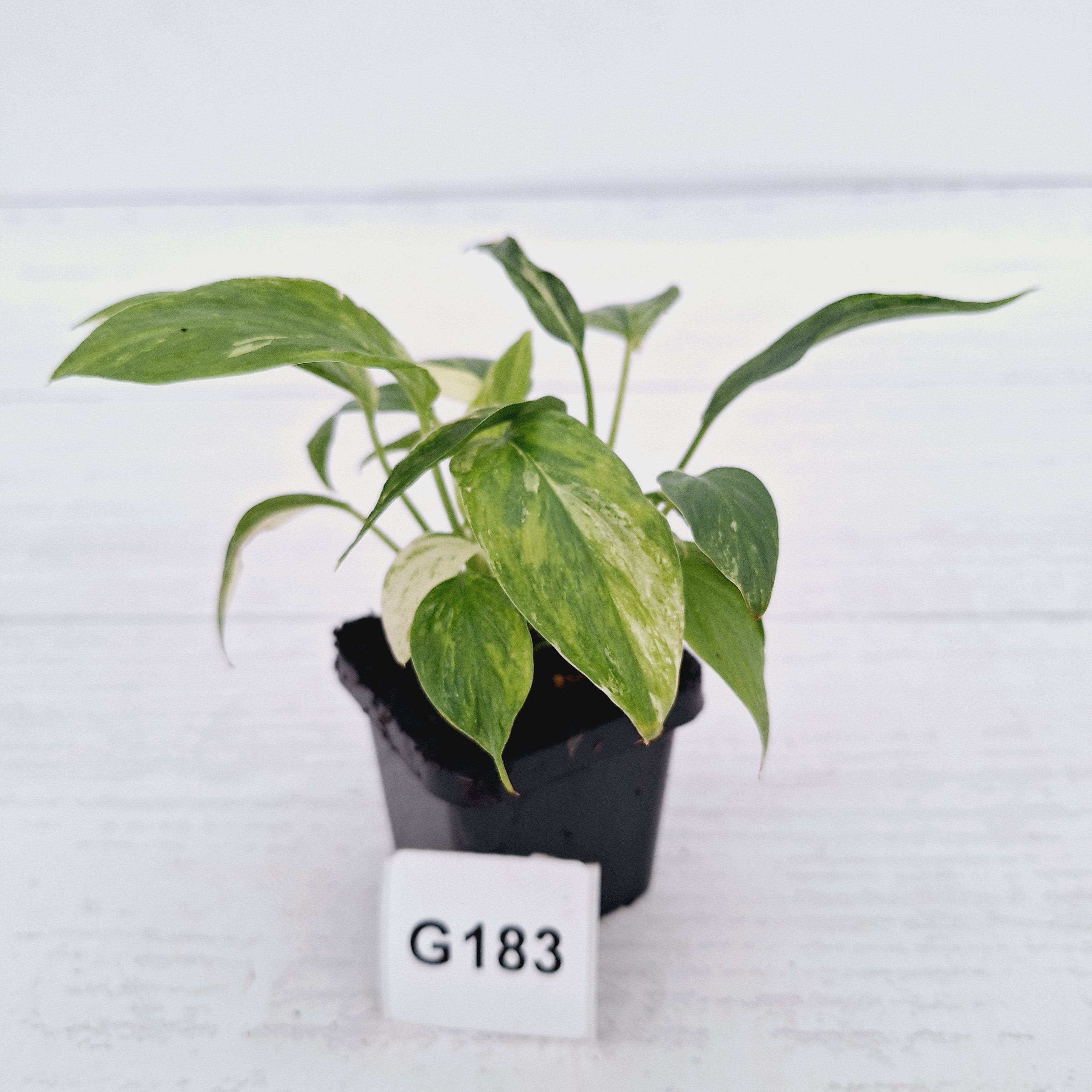 Homalomena rubescens ‘Cheese’