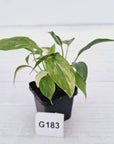 Homalomena rubescens ‘Cheese’