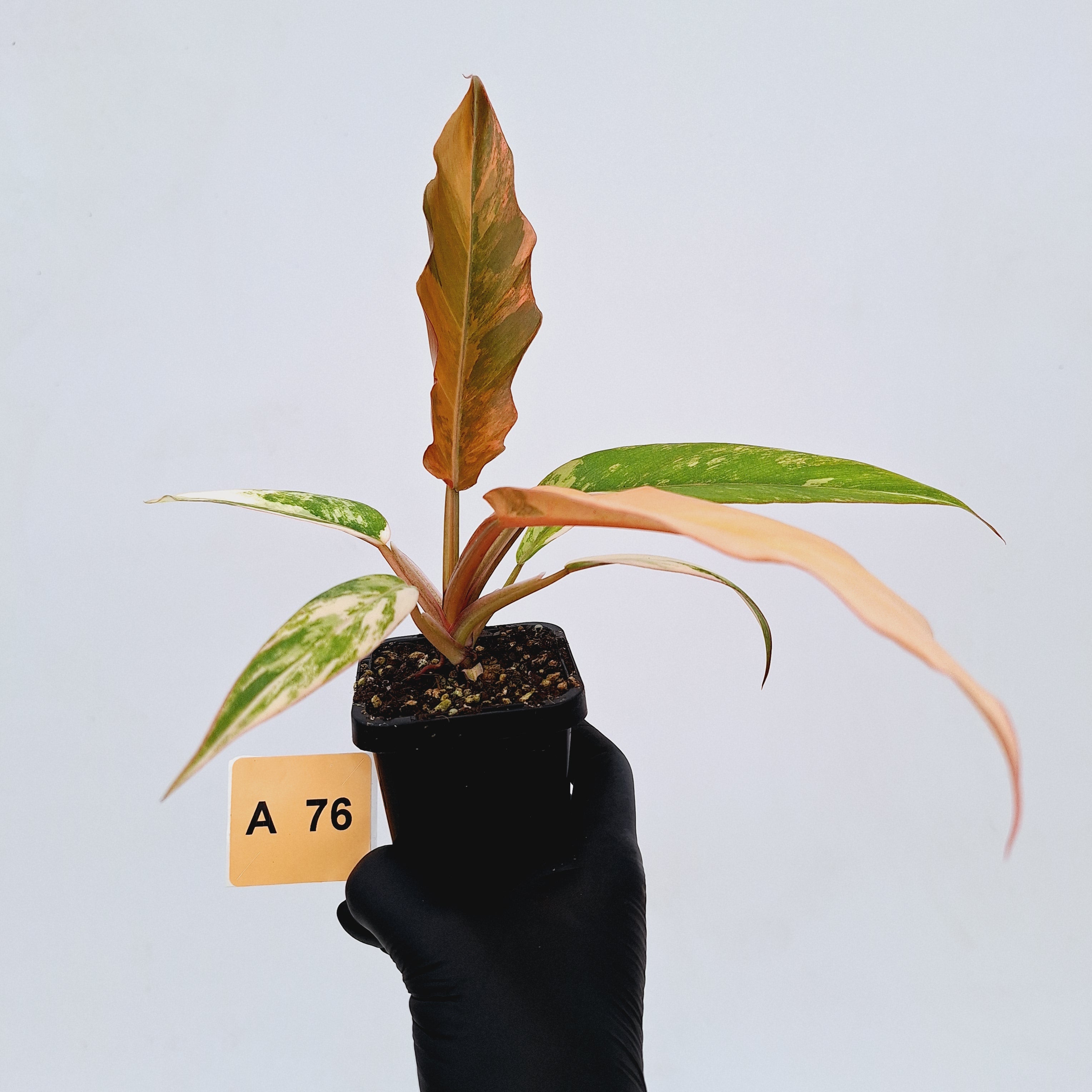 Philodendron serratum Caramel Marble