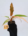 Philodendron serratum Caramel Marble