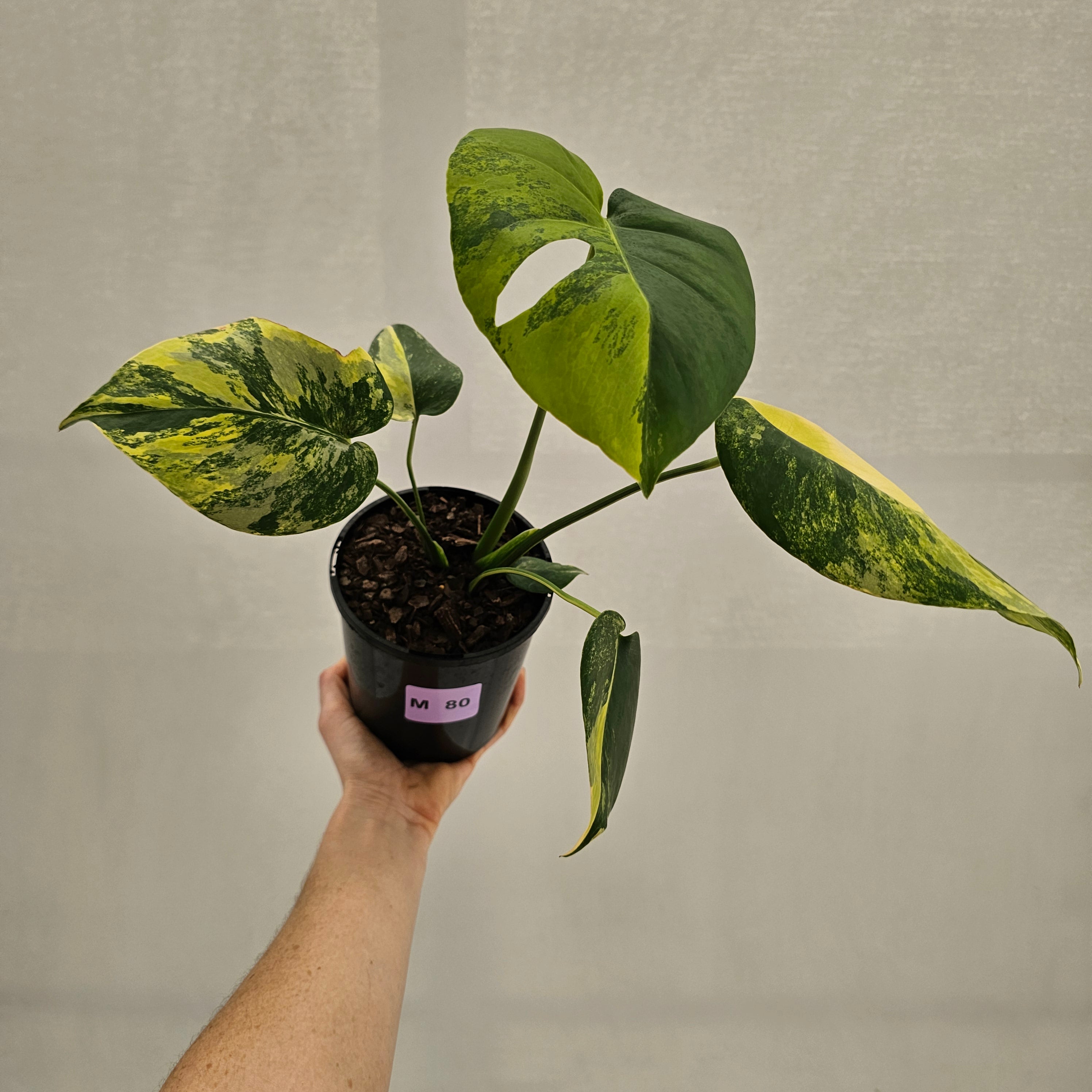 Monstera deliciosa Aurea 'Yellow Marilyn'