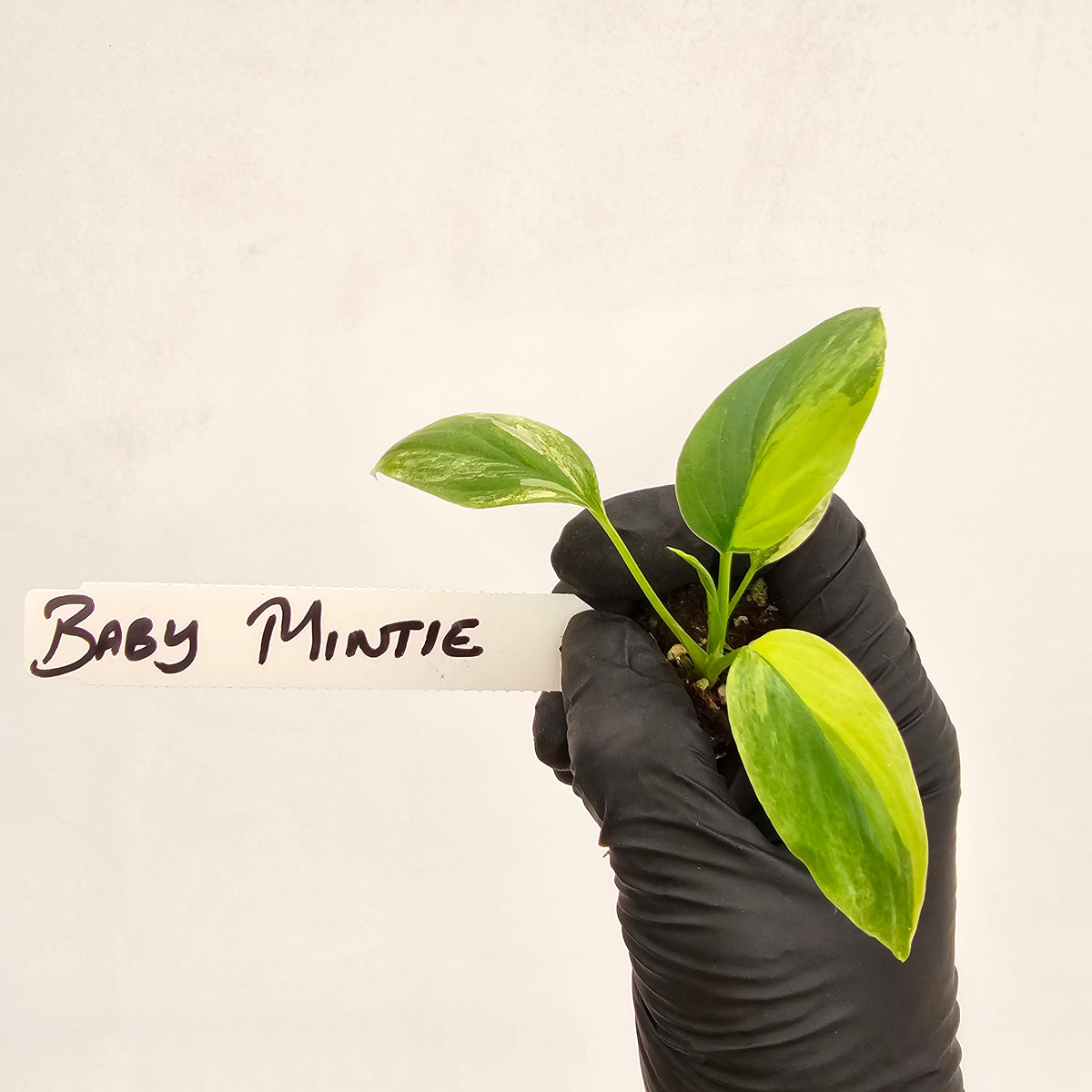 Homalomena rubescens Variegata - Bare Bottom Baby