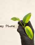 Homalomena rubescens Variegata - Bare Bottom Baby