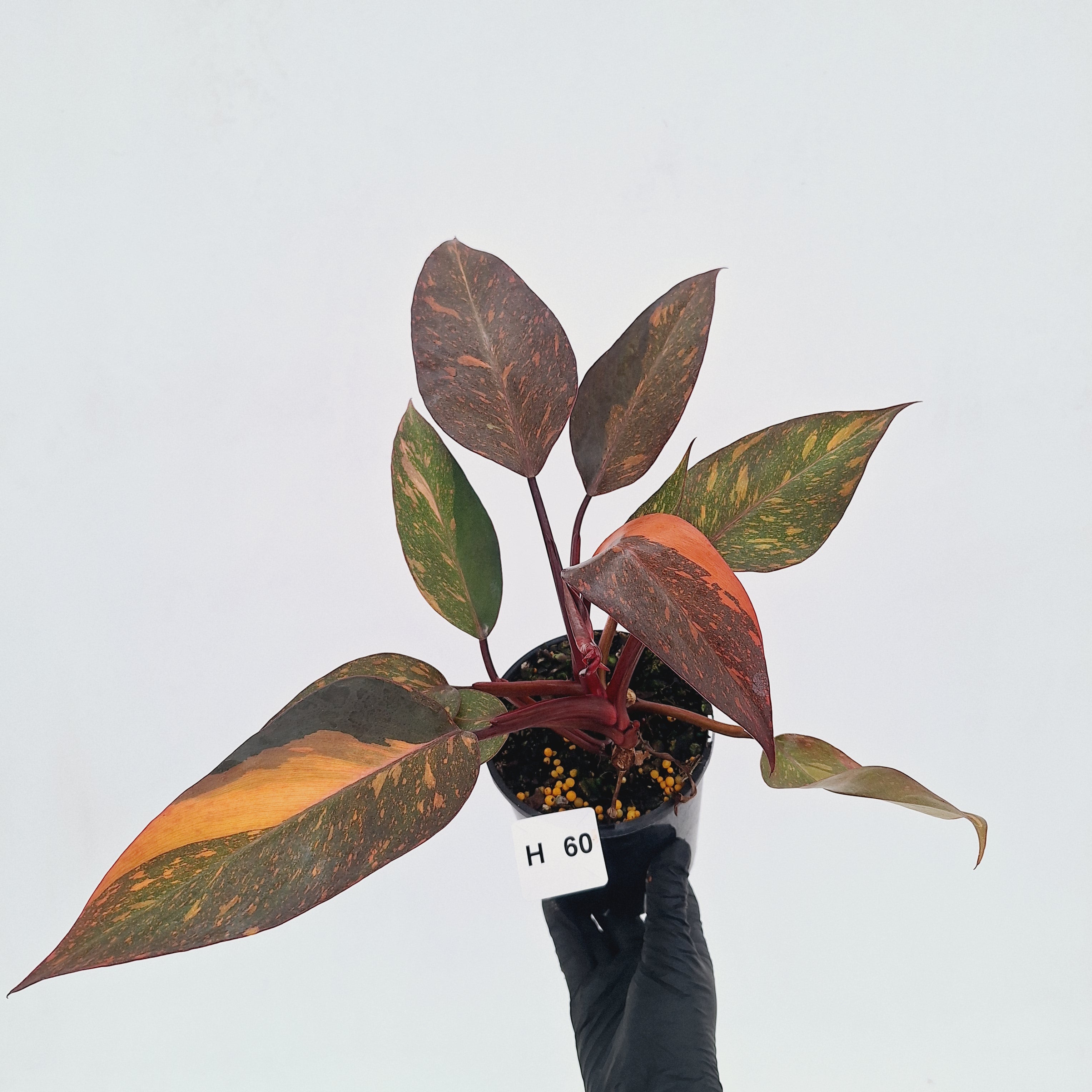 Philodendron 'Orange Princess' - FLASH SALE