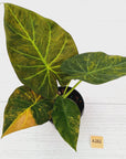 Alocasia 'Regal Shields'  variegata