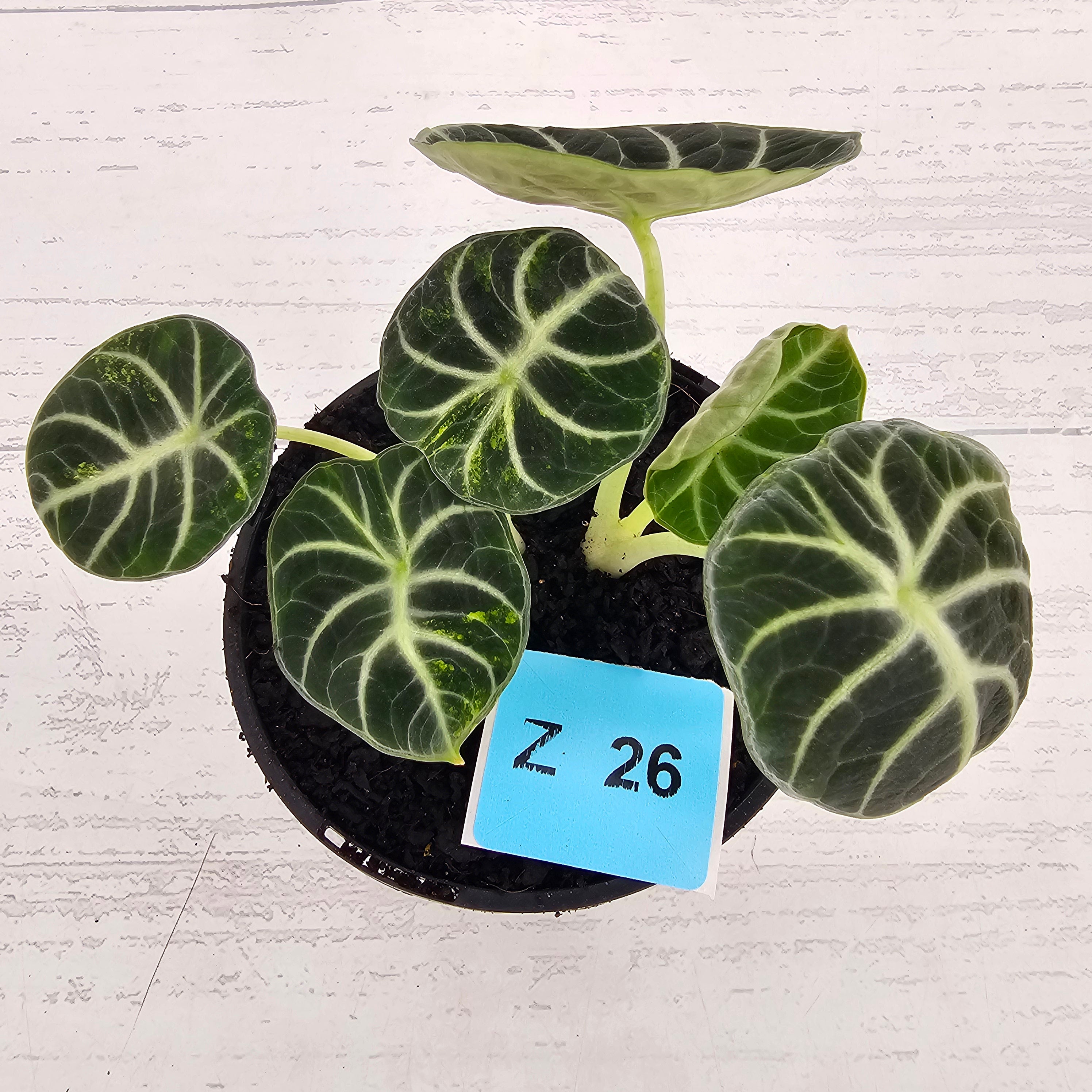 Alocasia reginula 'Ninja Variegata'