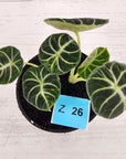 Alocasia reginula 'Ninja Variegata'