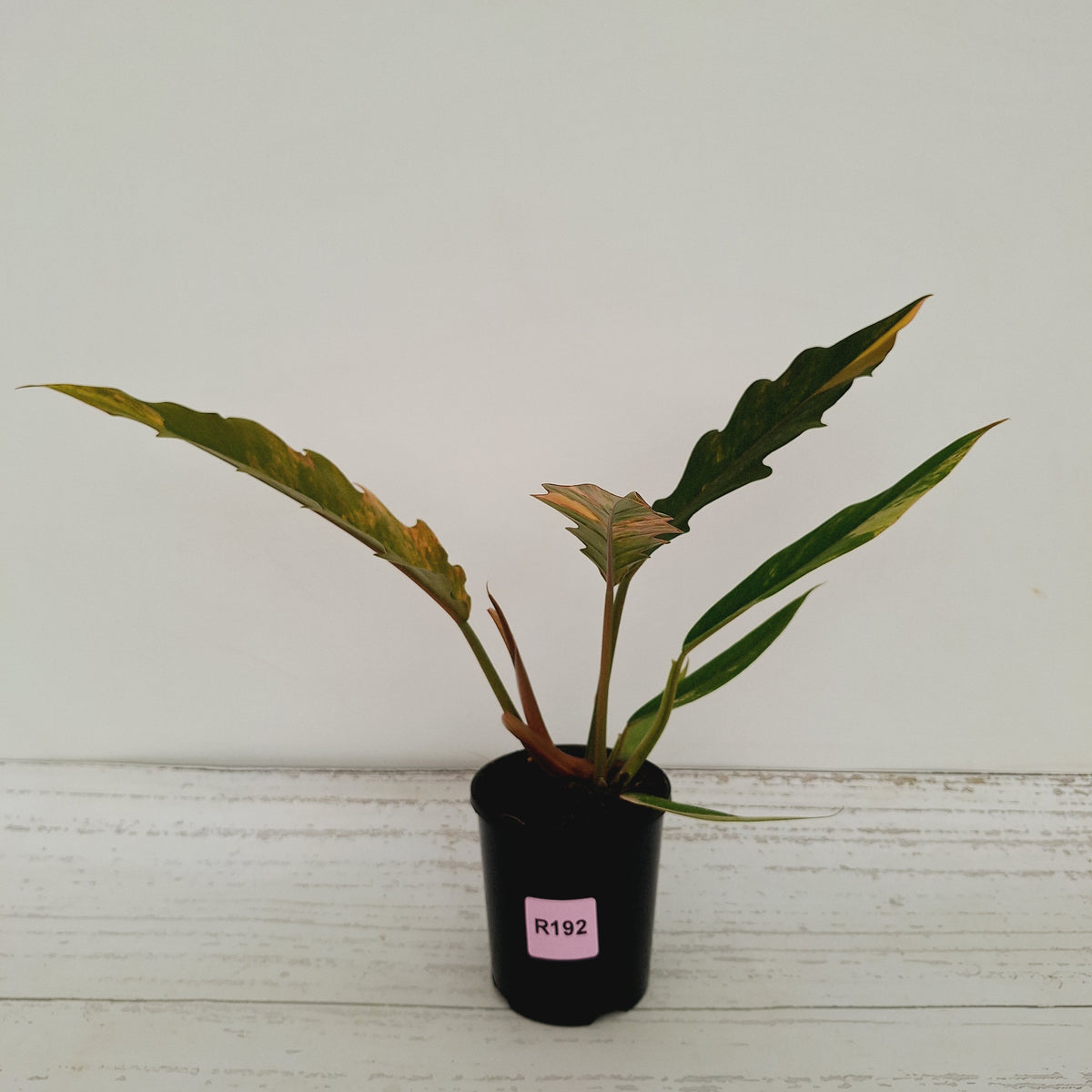 Philodendron serratum 'Caramel Marble'
