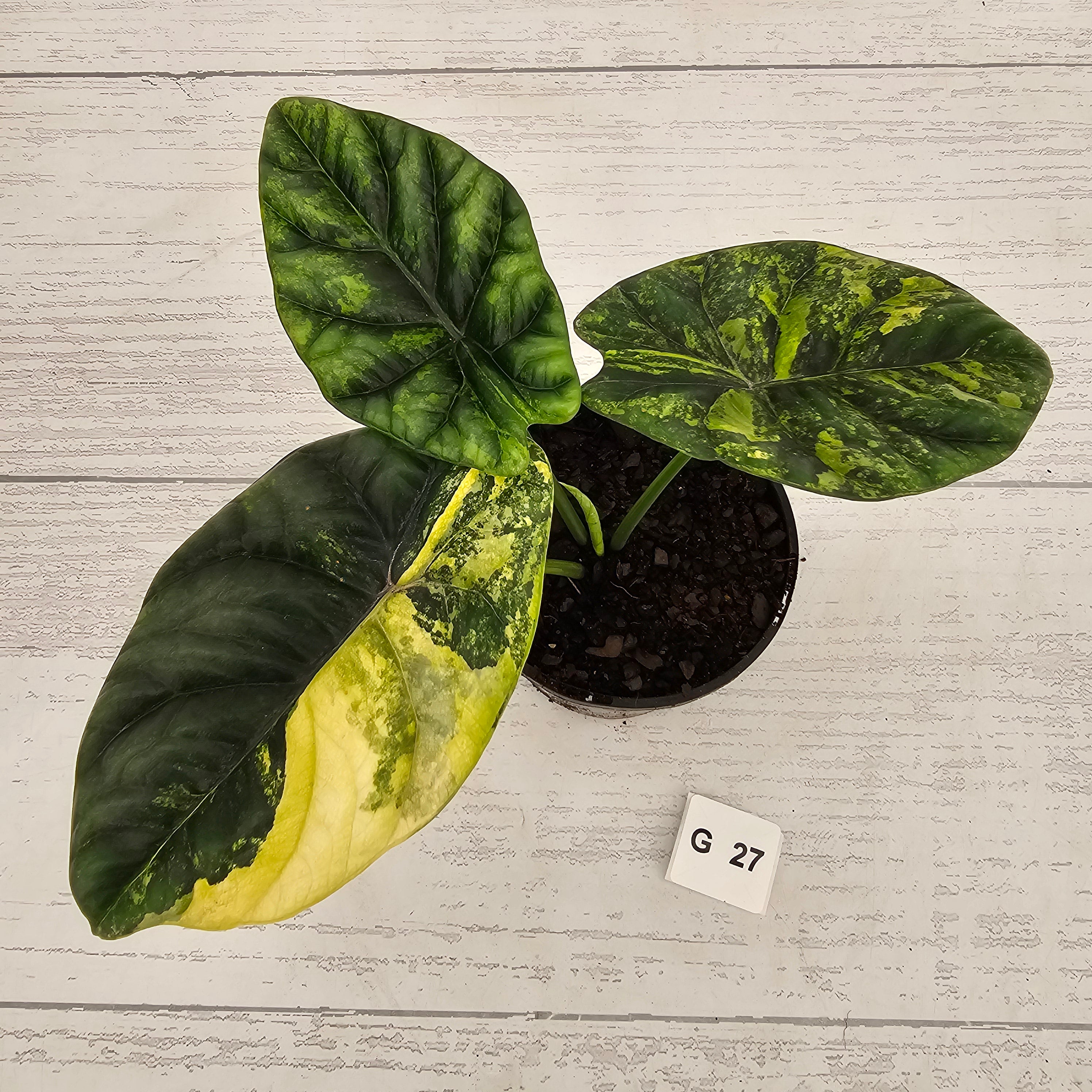 Alocasia sinuata Variegata