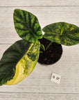 Alocasia sinuata Variegata
