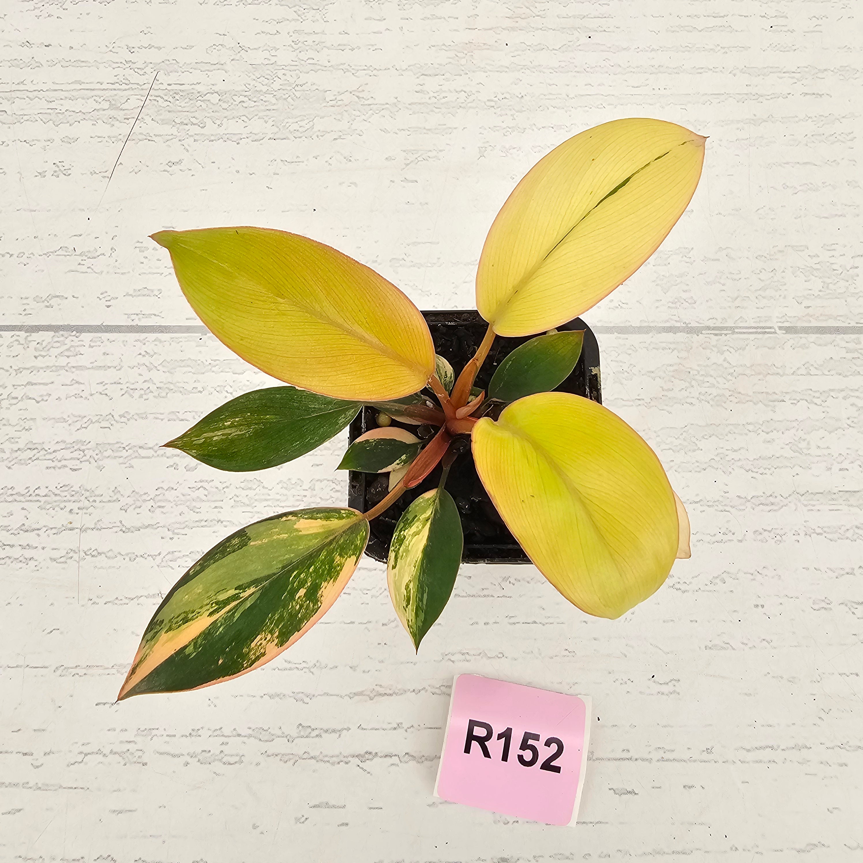 Philodendron 'Rojo Congo Variegated' 70mm