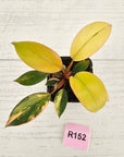 Philodendron 'Rojo Congo Variegated' 70mm
