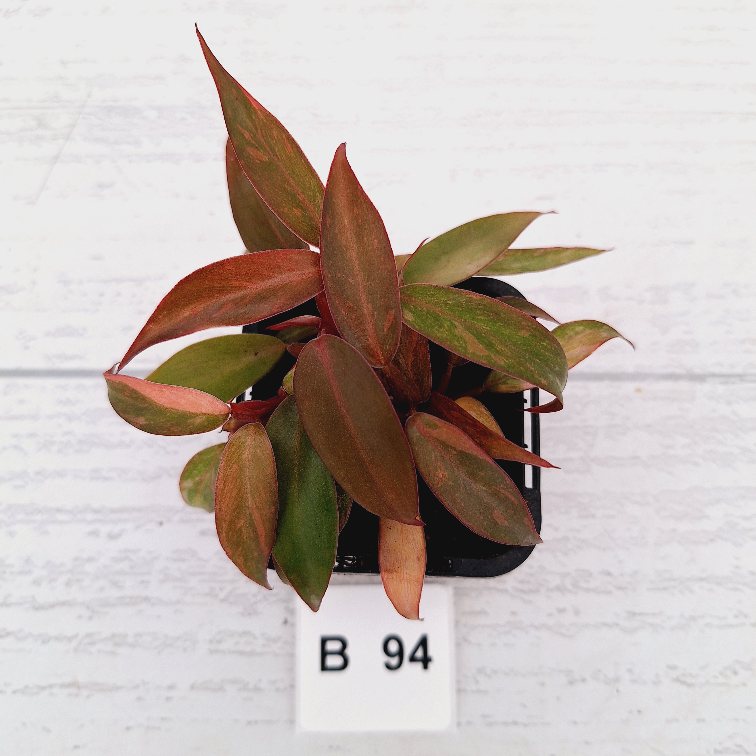 Philodendron 'Orange Princess'