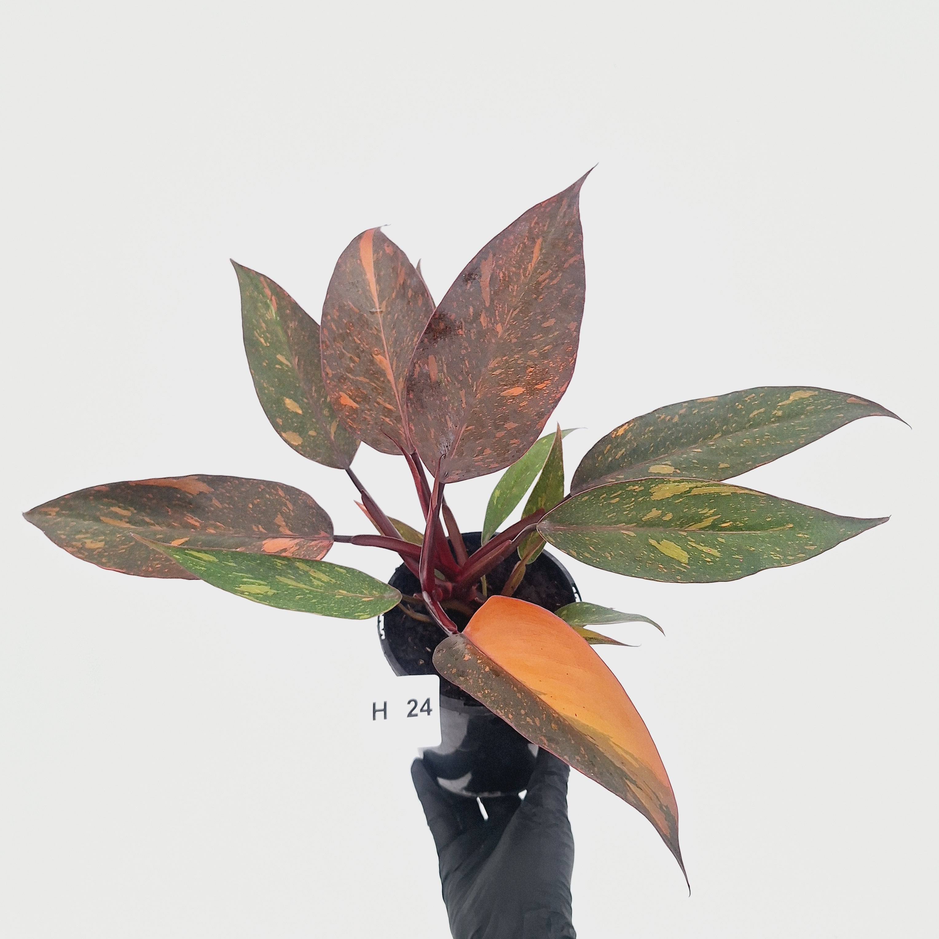 Philodendron 'Orange Princess' - FLASH SALE