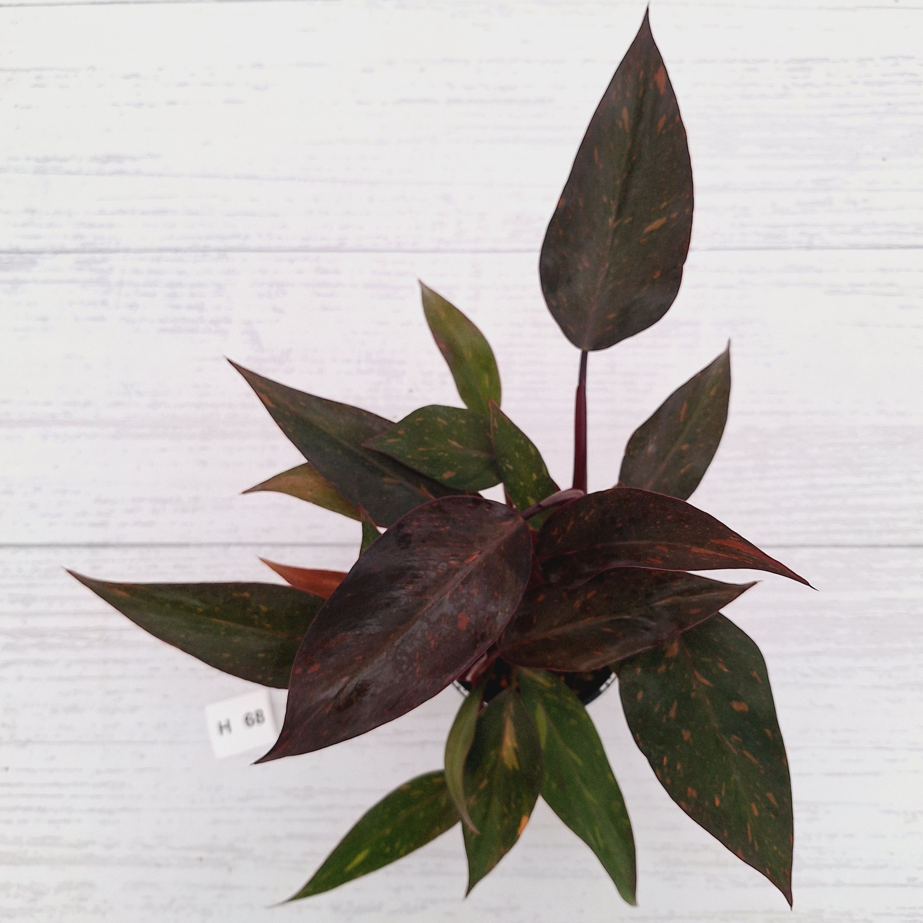 Philodendron 'Orange Princess' - FLASH SALE