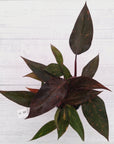 Philodendron 'Orange Princess' - FLASH SALE