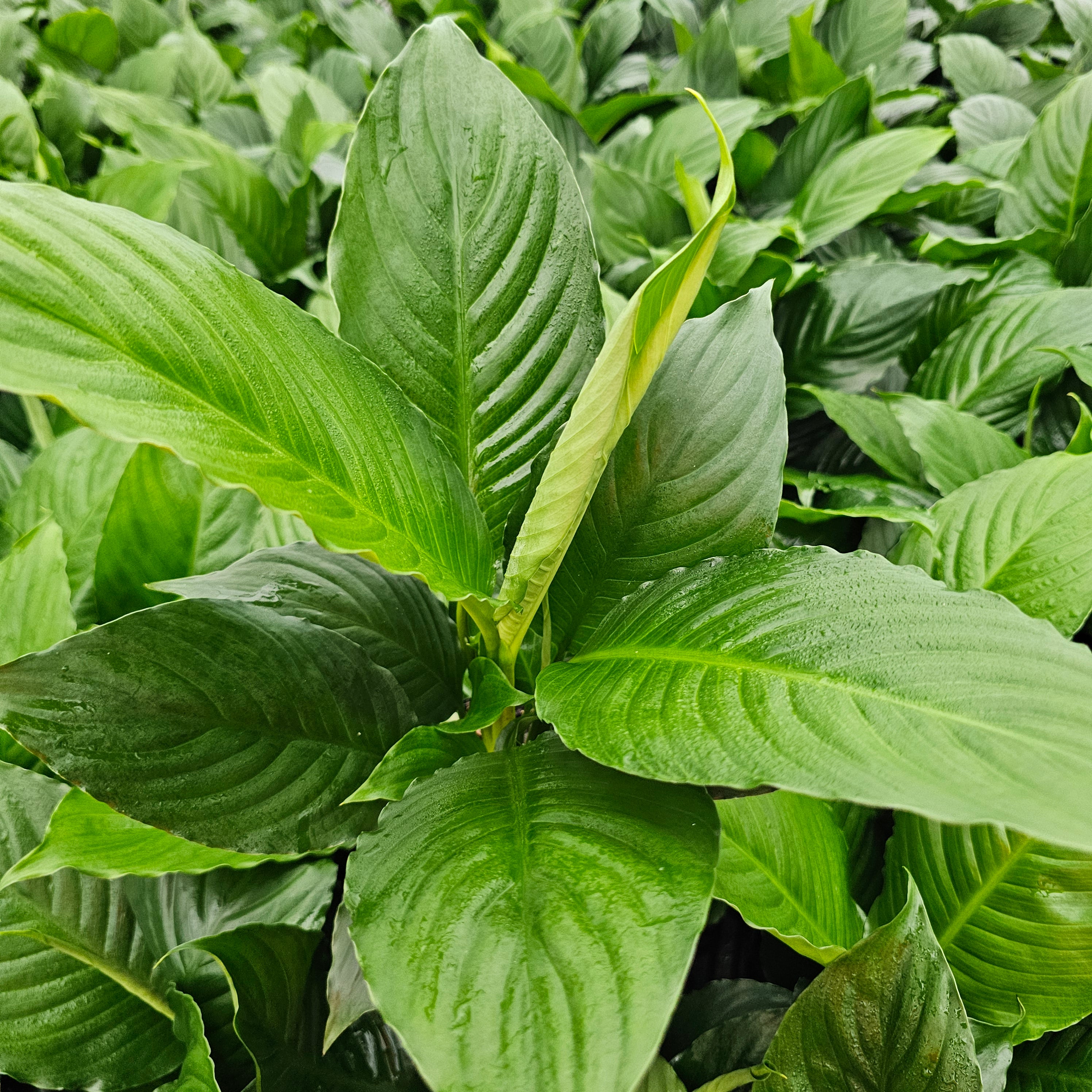 Spathiphyllum floribundum Peace Lily