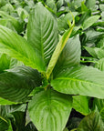 Spathiphyllum floribundum Peace Lily