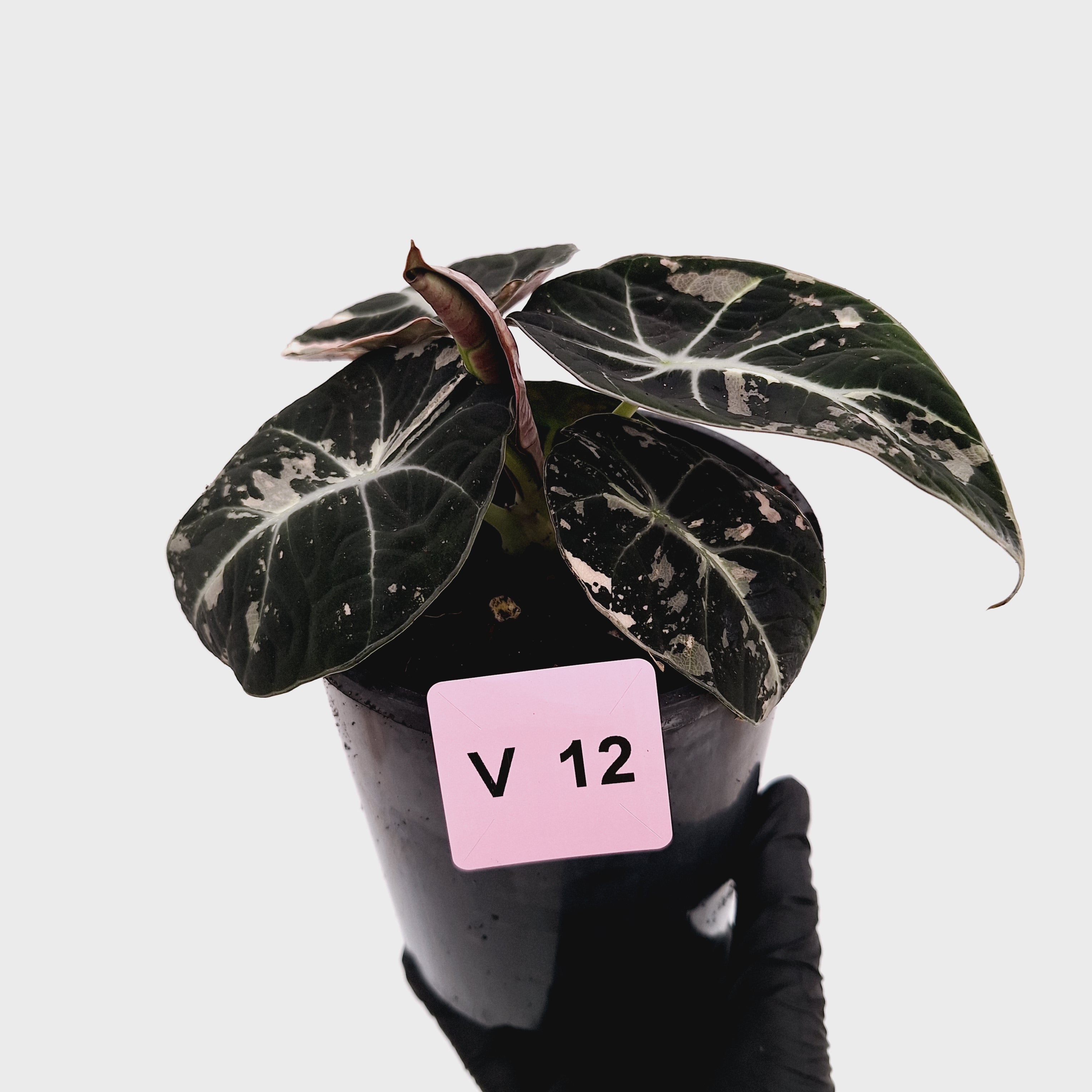 Alocasia reginula 'Black Velvet variegata'