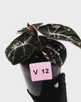 Alocasia reginula 'Black Velvet variegata'
