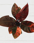 Philodendron erubescens Black Cardinal F. Variegata