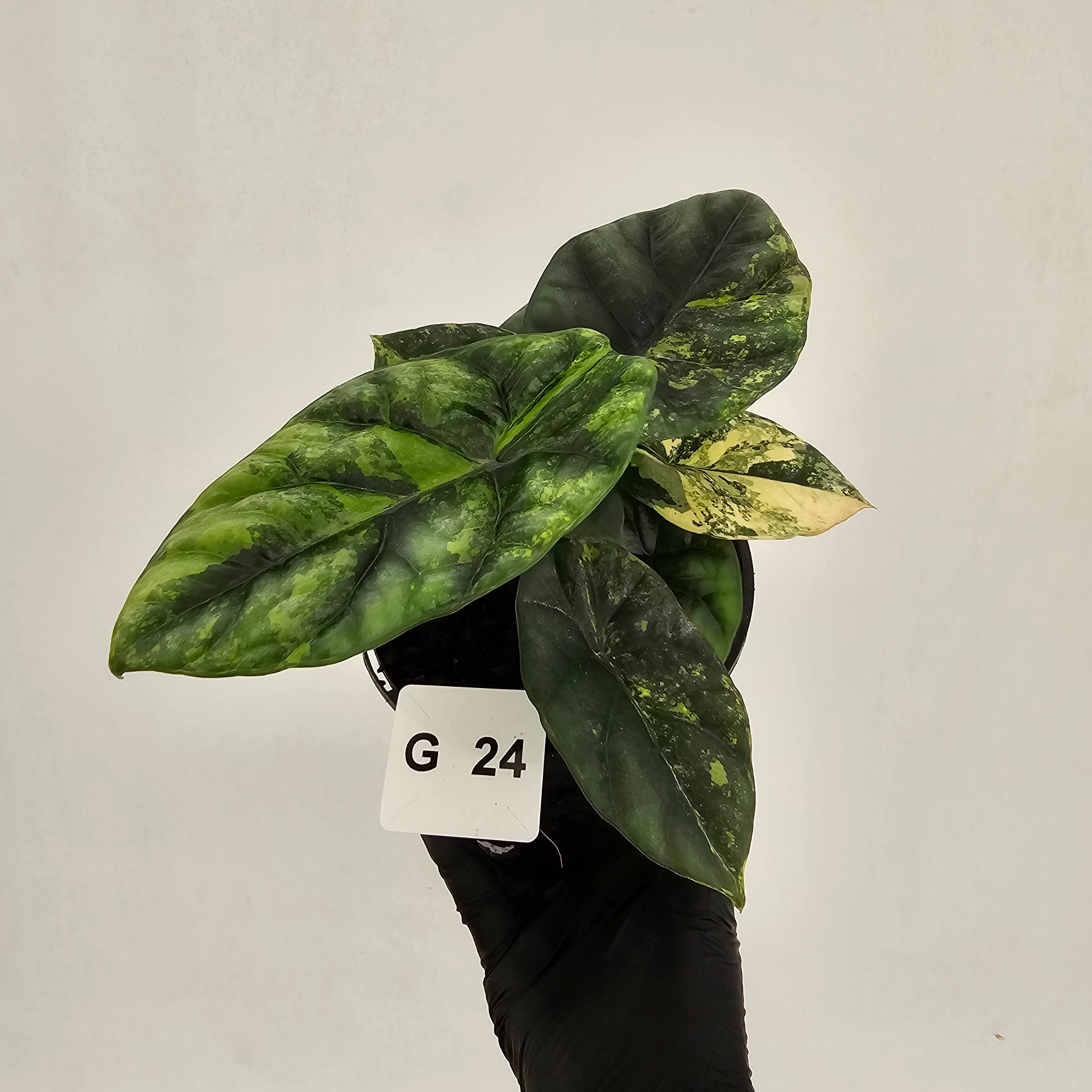 Alocasia sinuata Variegata