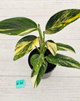 Monstera standleyana 'Cobra' - SALE