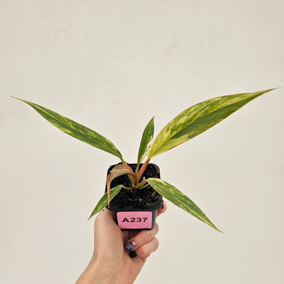 Philodendron serratum 'Caramel Marble' -flash sale
