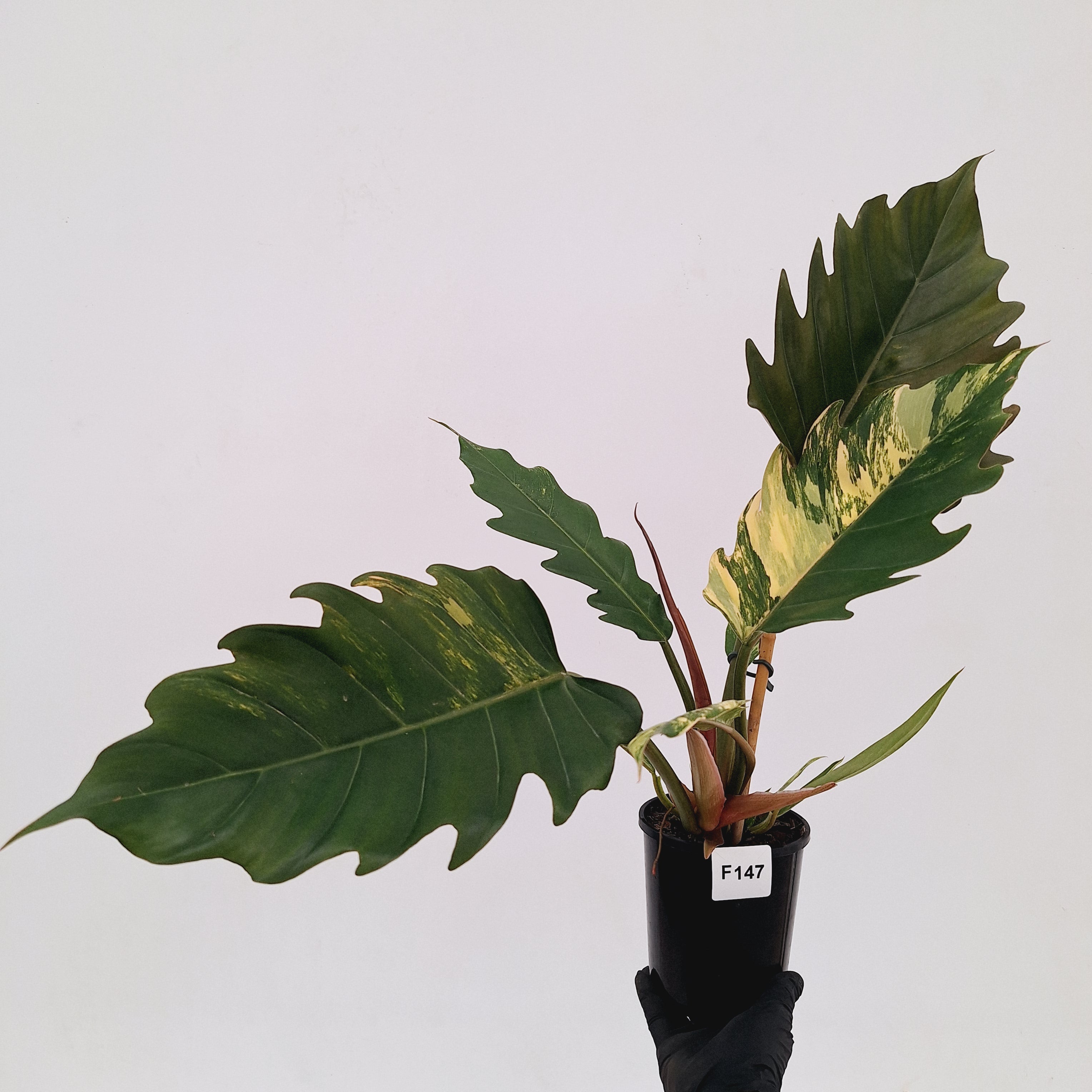 Philodendron serratum Caramel Marble