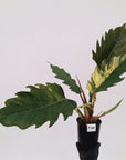 Philodendron serratum Caramel Marble