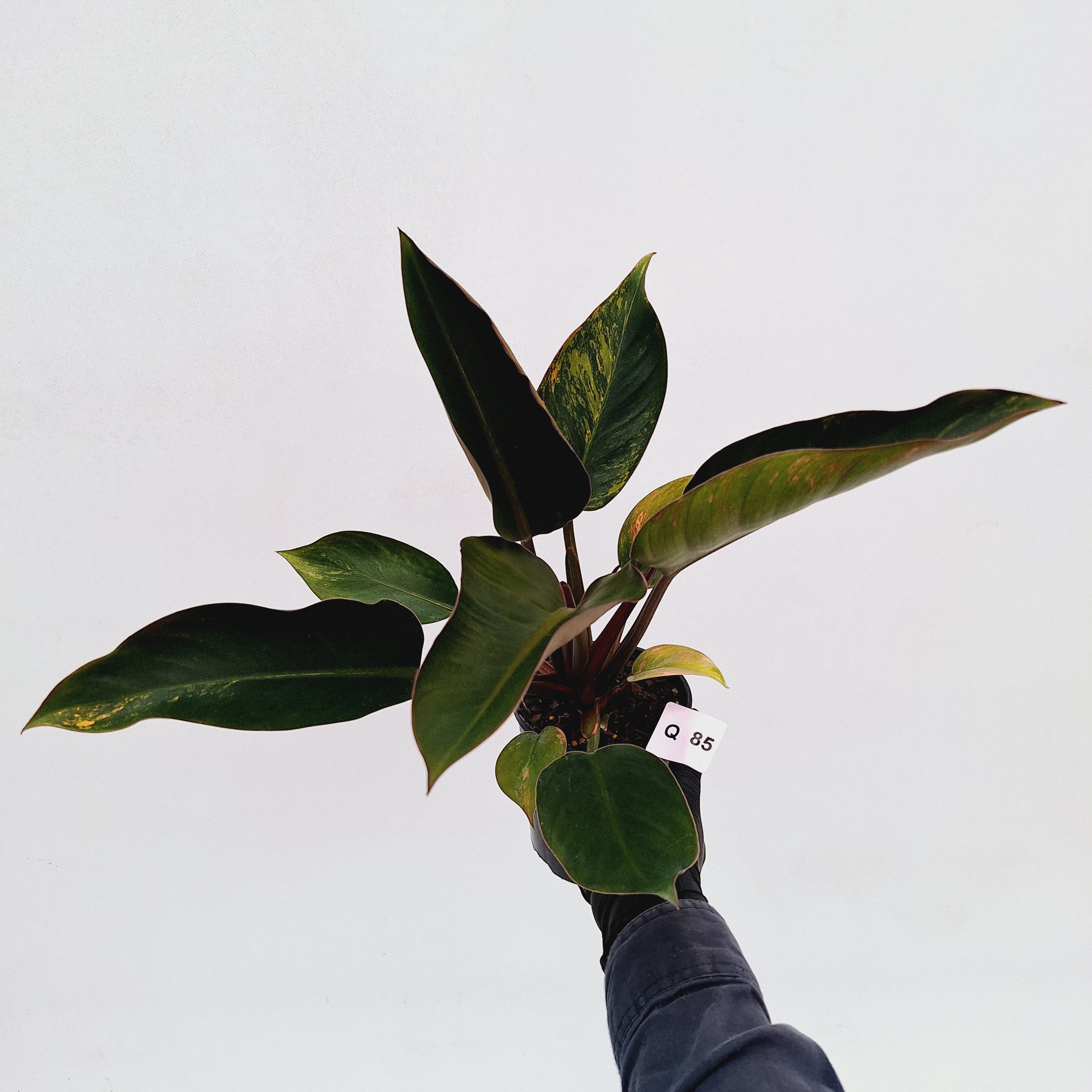 Philodendron &#39;Rojo Congo Variegated&#39;