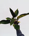Philodendron 'Rojo Congo Variegated'