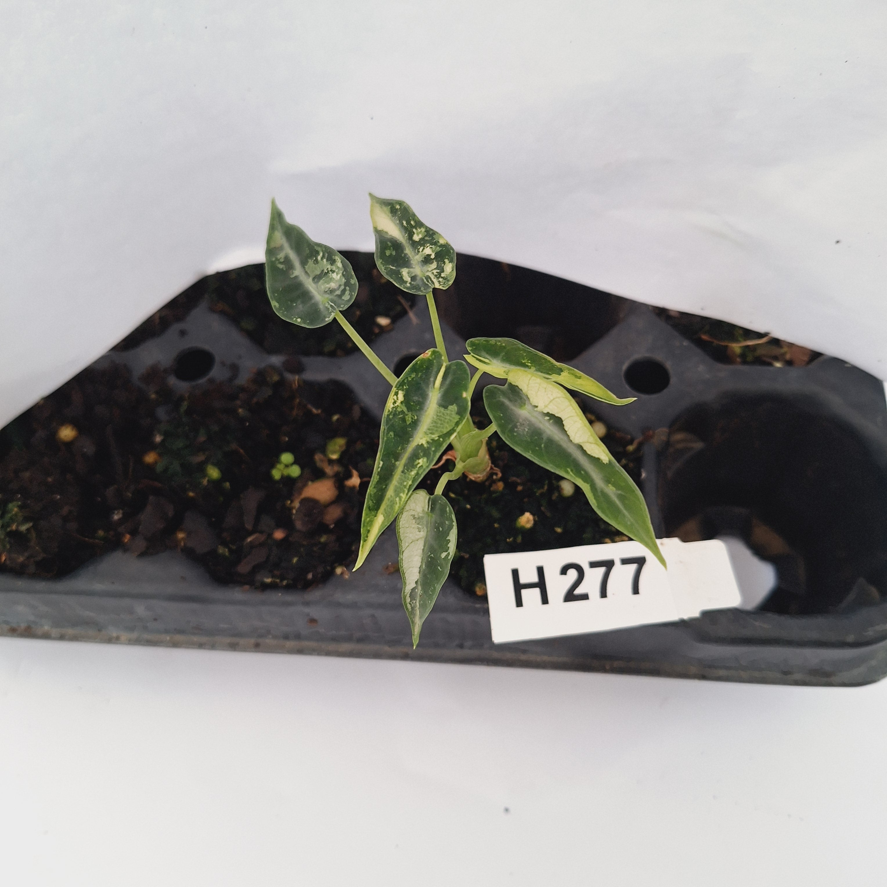 Alocasia Amazonica  bambino Variegata - Bare Bottom Baby - SALE