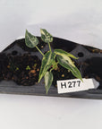Alocasia Amazonica  bambino Variegata - Bare Bottom Baby - SALE