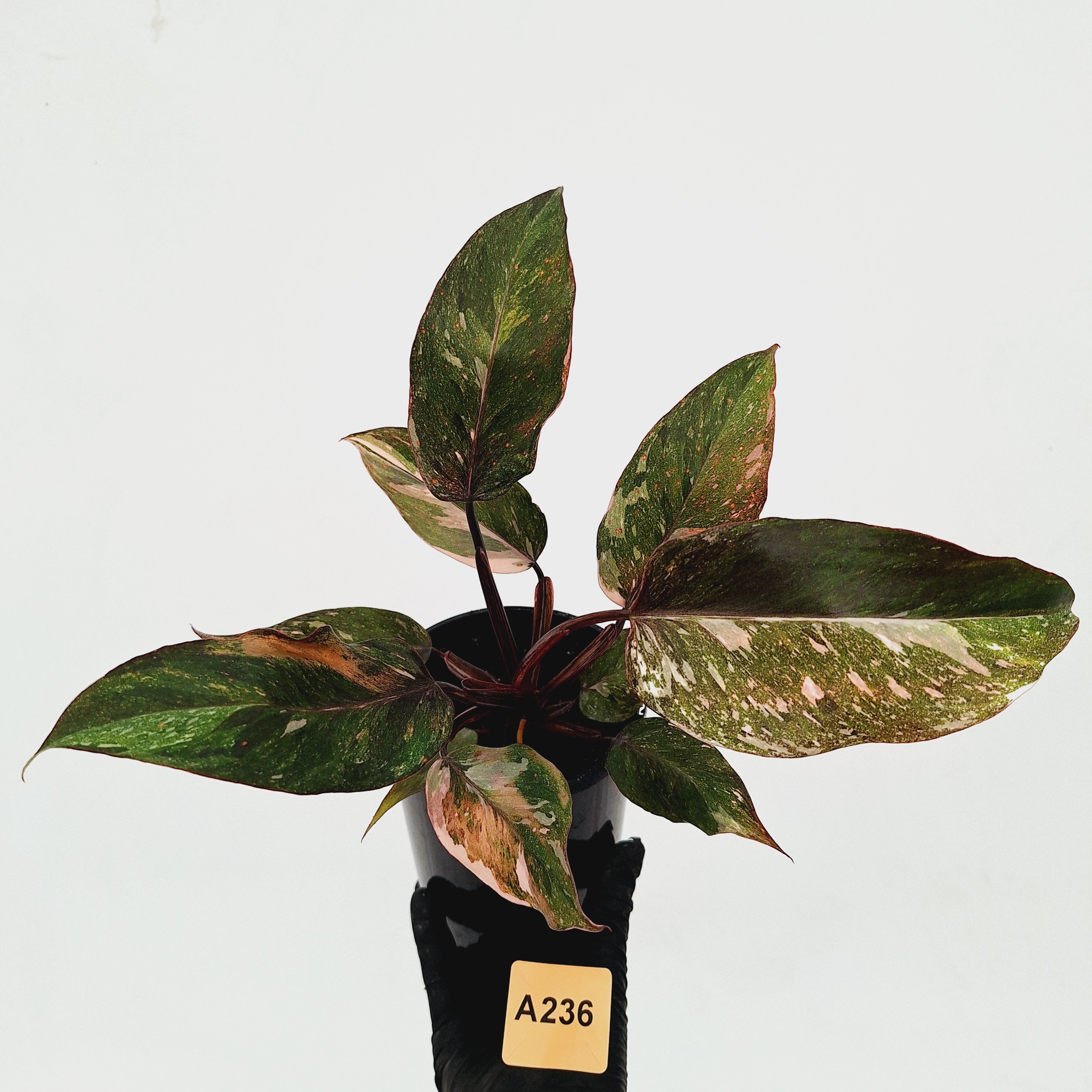 Philodendron &#39;Pink Princess Galaxy Marble&#39; Sport - Perfectly Imperfect