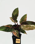 Philodendron 'Pink Princess Galaxy Marble' Sport - Perfectly Imperfect