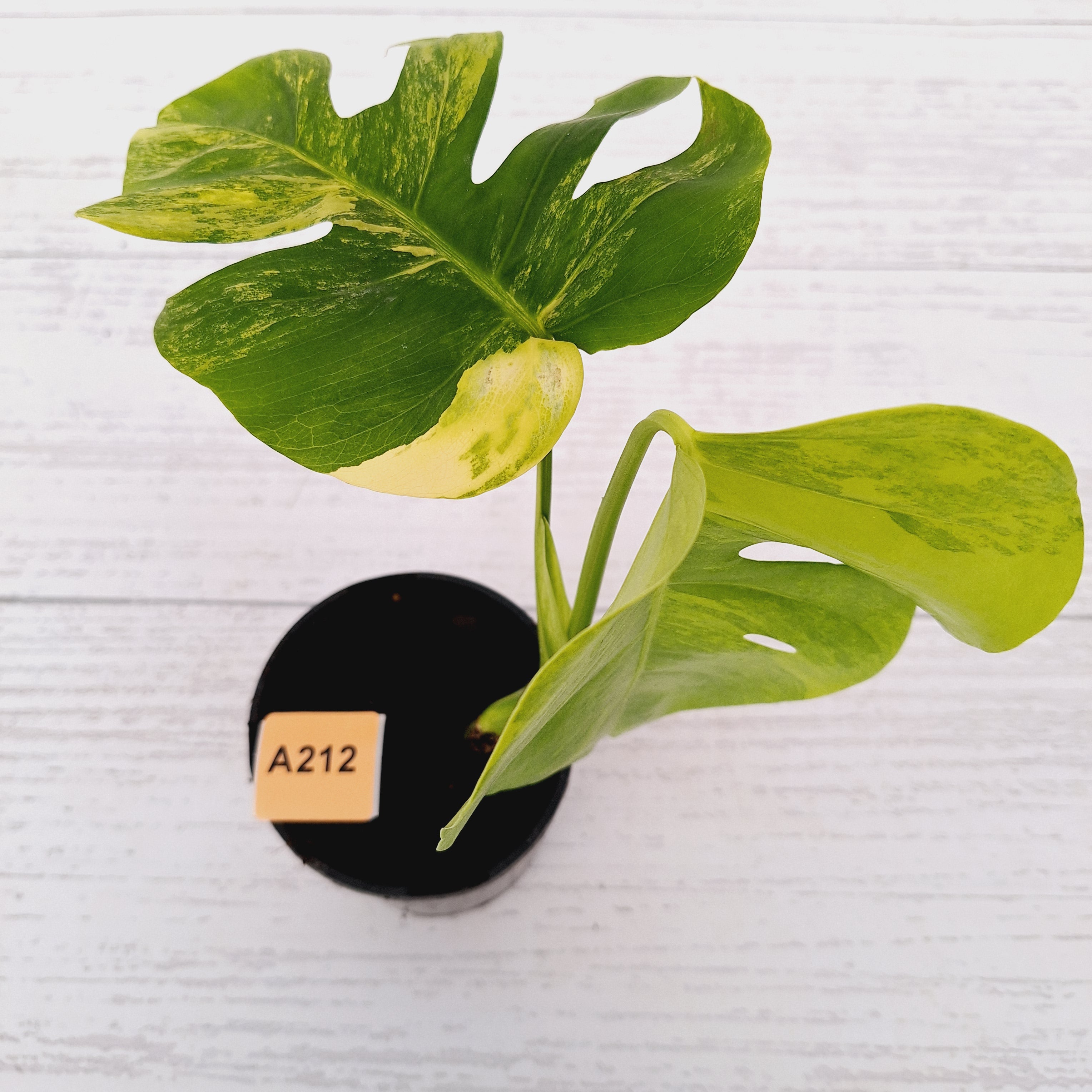 Monstera borsigiana &#39;Aurea&#39;