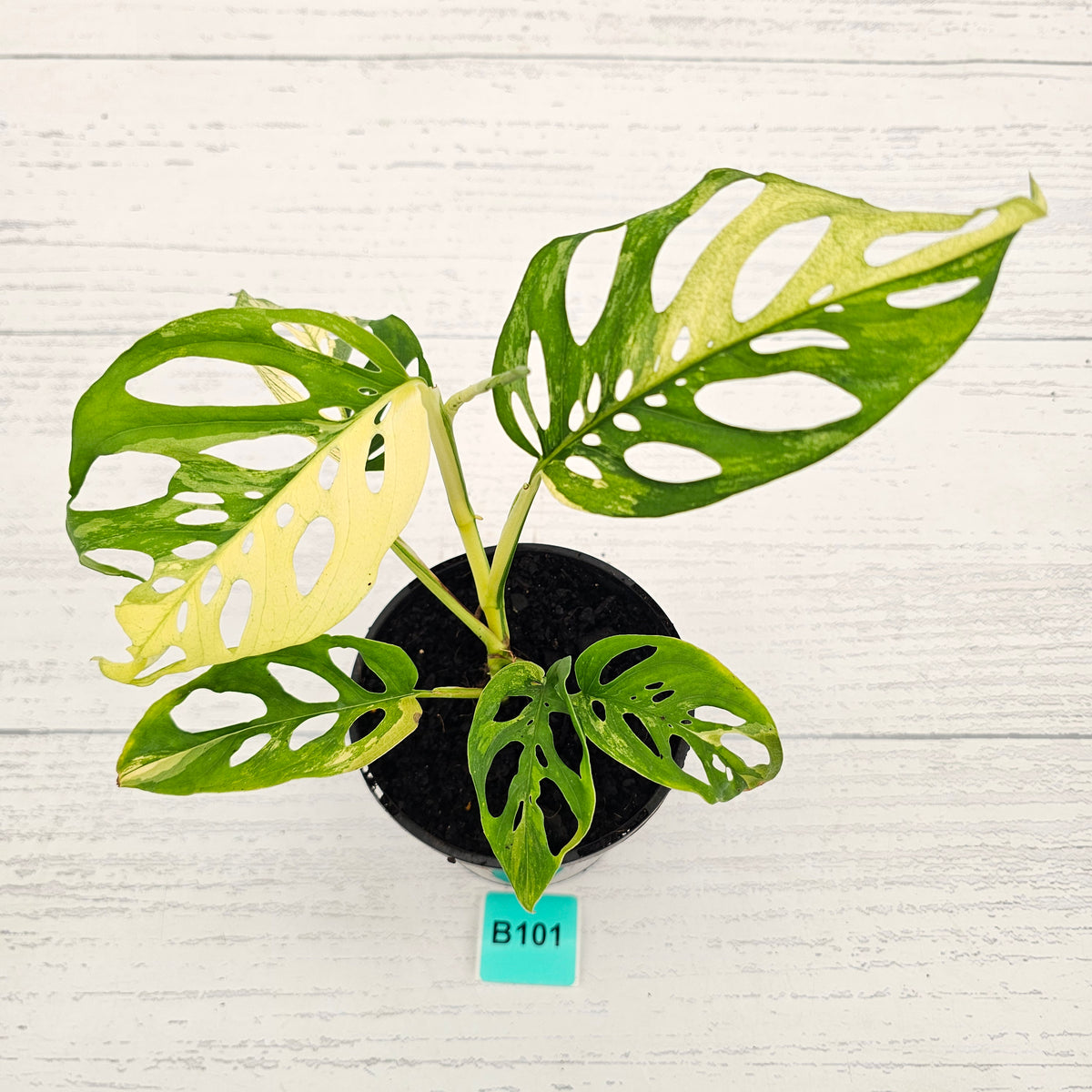 Monstera adansonii Variegata