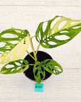 Monstera adansonii Variegata