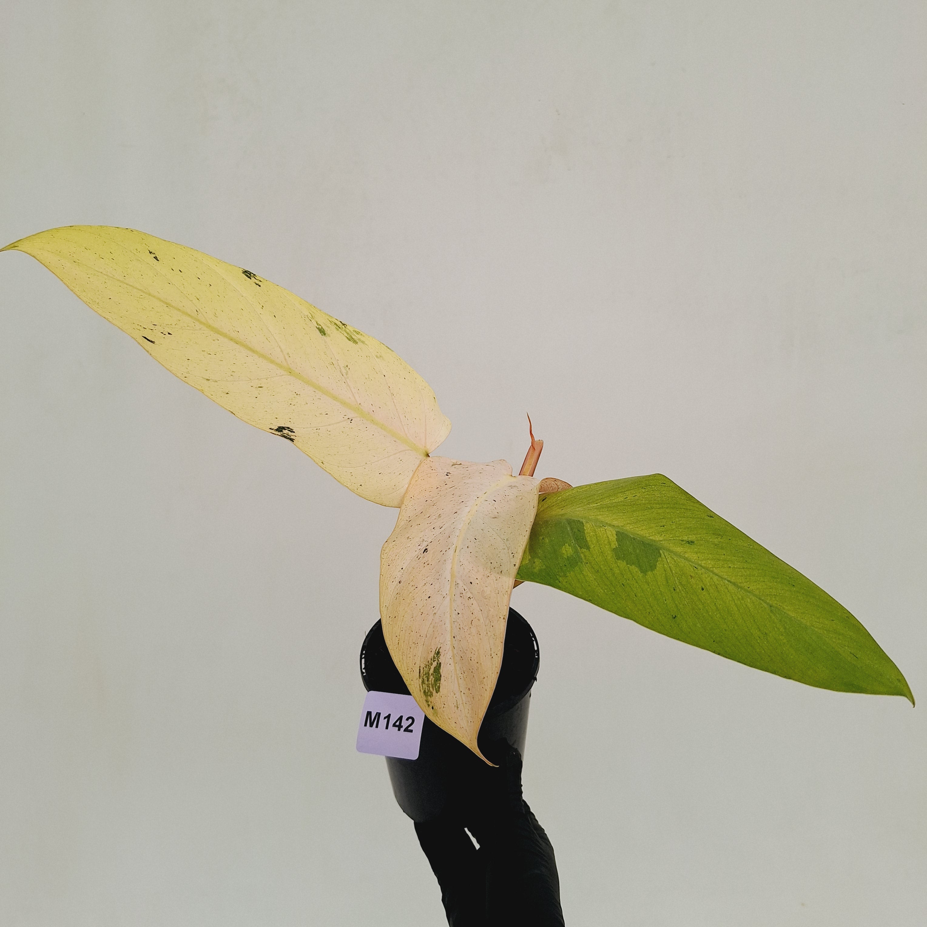 Philodendron  'Whipple Way' SALE