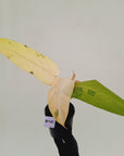 Philodendron  'Whipple Way' SALE
